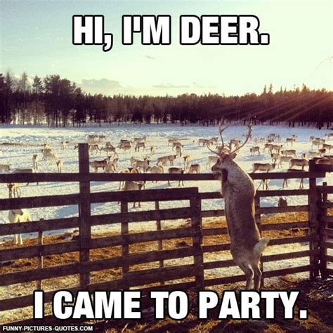 Funny Deer Quotes Quotesgram