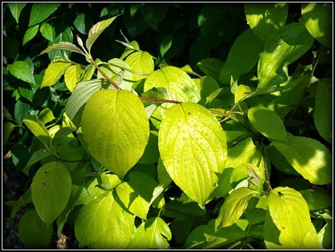 Learn about the physical characteristics and major species of dogwoods. Mark's Veg Plot: Pruning Dogwood shrubs