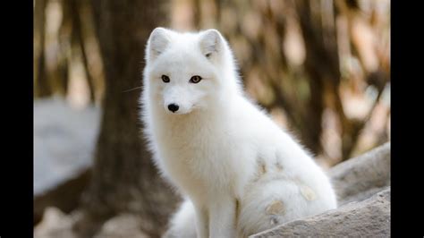 Arctic Fox Facts For Kids Interesting And Fun Facts About Arctic Fox