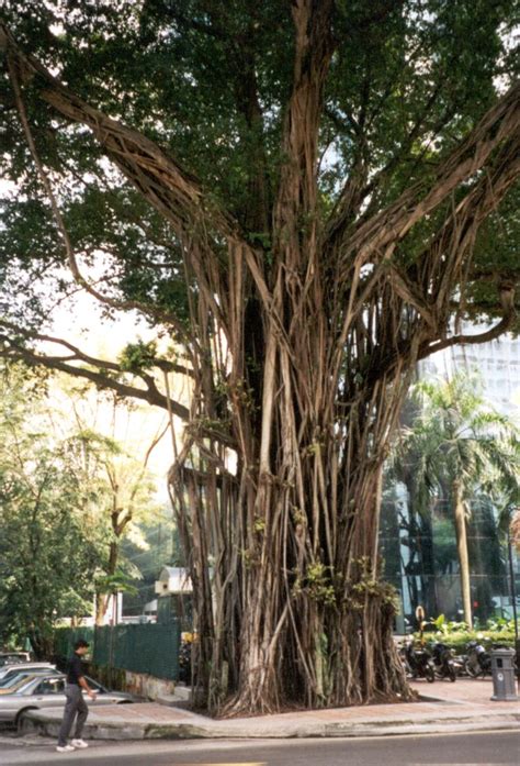 Names of trees and plants in english and tamil for children. Peepal tree in Kuala Lumpur - Ken Ritley