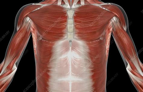 Now, these aren't going to be quite like my other ones in the way that these aren't showing you how a certain body part looks at a certain angle, but moreso about what's underneath. The muscles of the upper body - Stock Image - C008/1493 ...