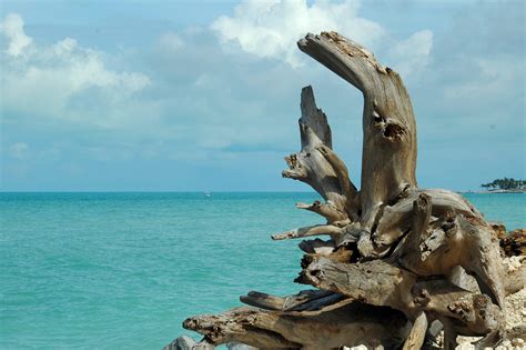 Driftwood On The Beach Free Stock Photo Public Domain Pictures