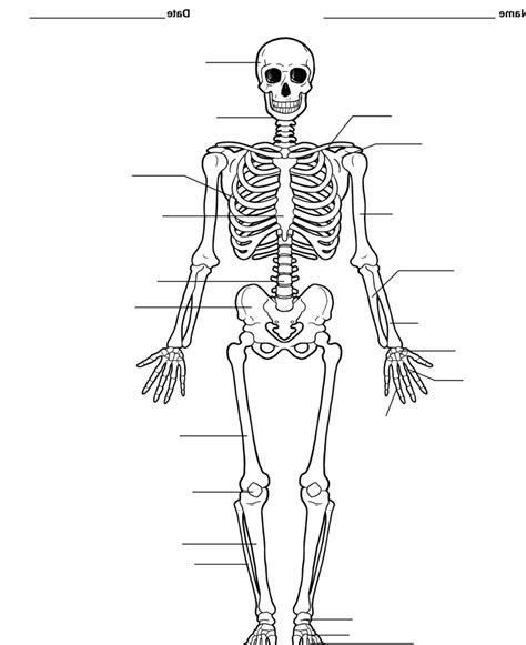 Skeletal System Diagram Diagram Quizlet