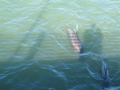 Fort De Soto Park Dolphins Swimming Around The Pier At For Flickr