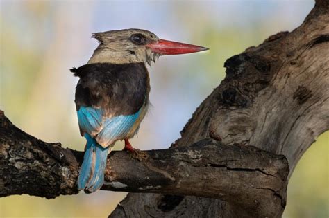 2022 Botswana Birding Wildlife And Safari Tour Naturalist Journeys