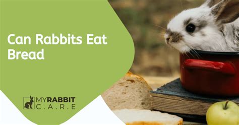 Can Rabbits Eat Bread 5 Reasons Why It Isnt A Good Choice