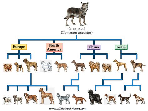Evolution Of Wolves Cleverness Pinterest Evolution Wolf And Dog