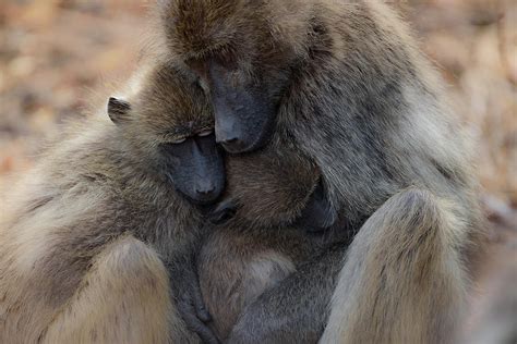 Monkeys Hugging Each Other Photograph By Ozkan Ozmen Fine Art America