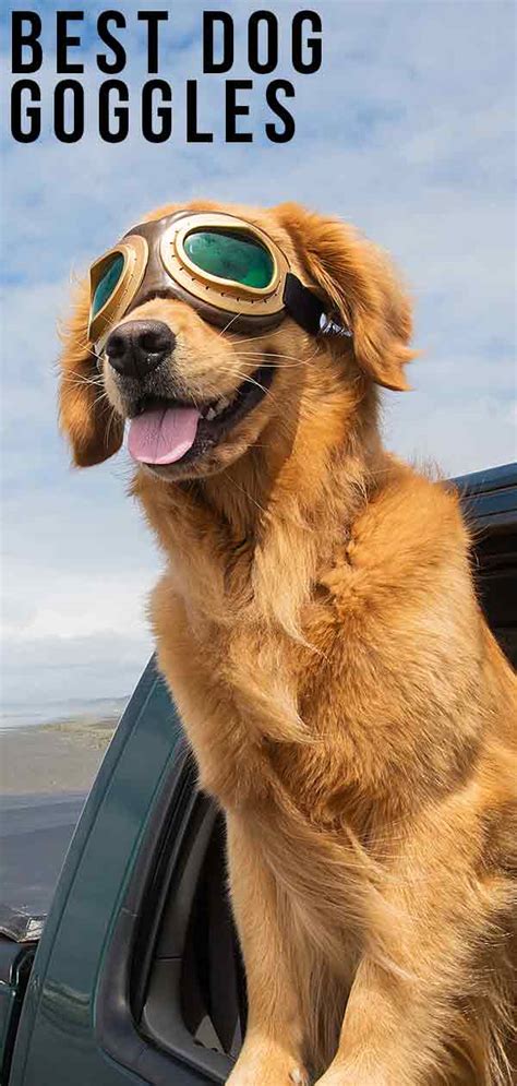 Best Dog Goggles For Keeping Their Eyes Safe Or Just