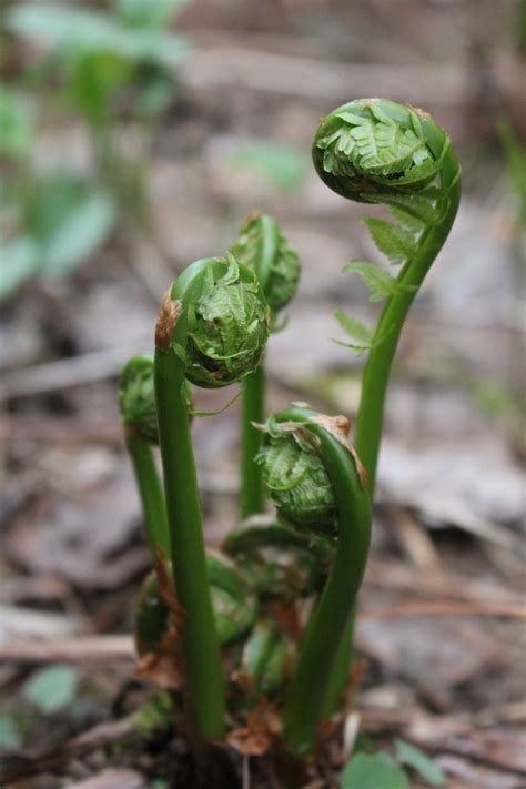 Foraging Fiddlehead Ferns Matteuccia Struthiopteris