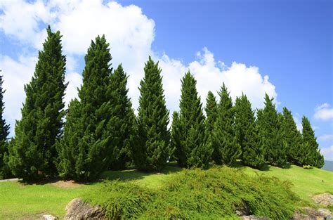 How Pine Trees Grow Fast Amazing Viral News