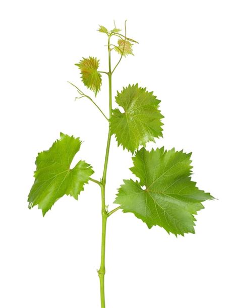 Premium Photo Grape Leaves Vine Branch With Tendrils Isolated On