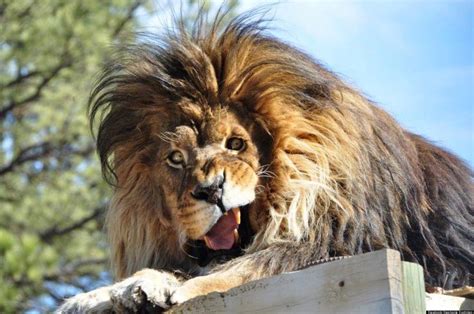 Look This Lion Is Over It Awkward Animals Funny Lion Silly Animals