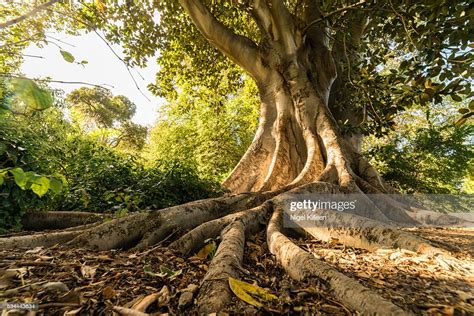 Large Tree High Res Stock Photo Getty Images