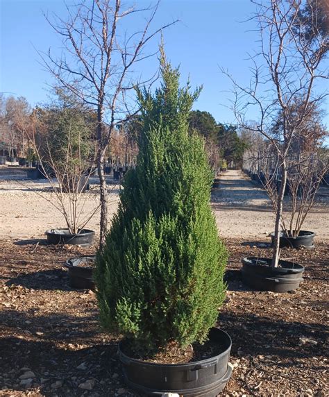 Blue Point Juniper Juniperus Chinensis ‘blue Point Lawns Tree Farm