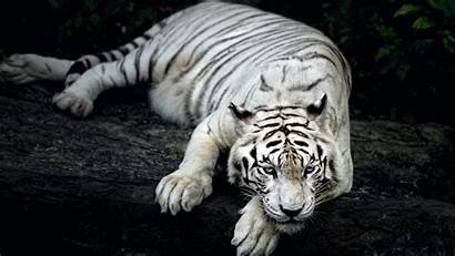 Animal Tiger Wallpapers 1440 2560 1080 1920