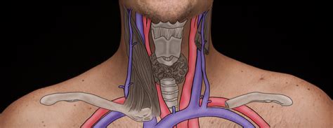 Jugular Veins Introduction To Health Assessment For The Nursing
