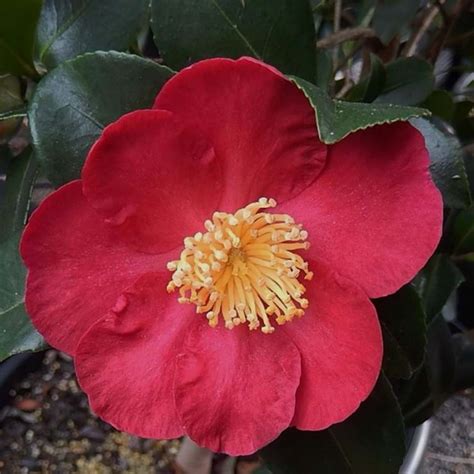 Red Sasanqua Camellia Varieties Jul 22 2020 · Camellias Are Another