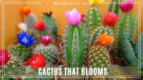 Cactus That Bloom Flowers Night Summer And Christmas