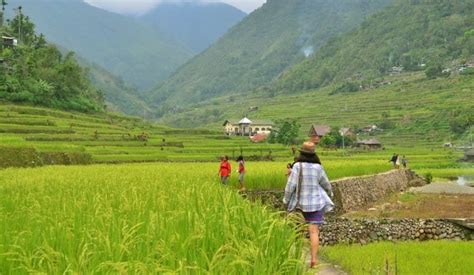 Hungduan Rice Terraces Day Trip Guide For First Timers