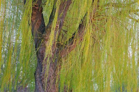 Everything You Need To Know About Weeping Willow Trees In Florida Warner Tree Service