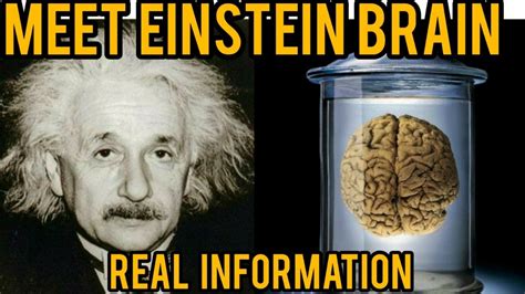 Einstein Brain Albert Einstein Brain In Urdu Albert Einstein Brain