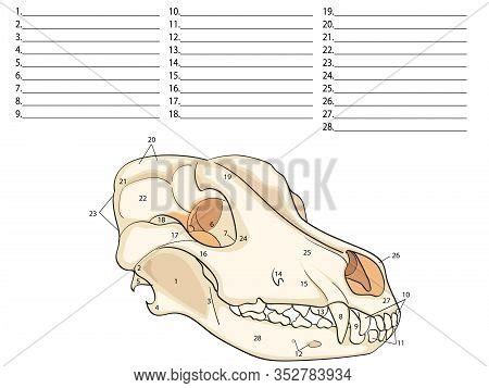 Anatomical Images, Illustrations & Vectors (Free) - Bigstock