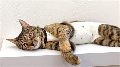 Sterilizacija I Kastracija Mačke Pozitivno Djeluje Na Zdravlje I