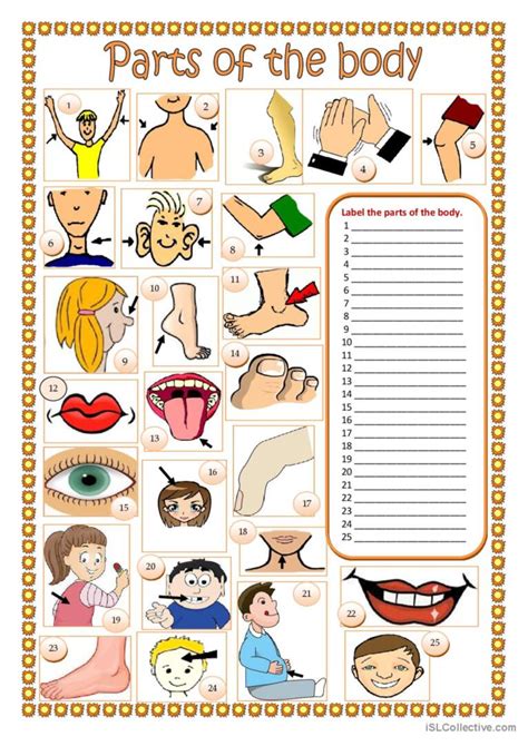 Body Parts Worksheet For Grade 1 Pdf Vocabulary Match