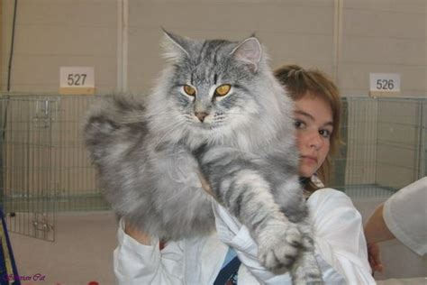 Siberian Russian Cat Breeds Pets Lovers