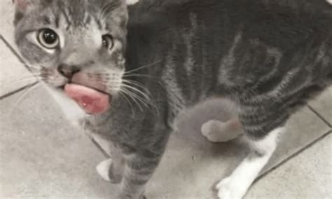 Everybody wants to know how much they can spend time with their feline, means they want to know how long cats live. Cat With A Tumor Covering Half Her Face Is Deemed To Have ...