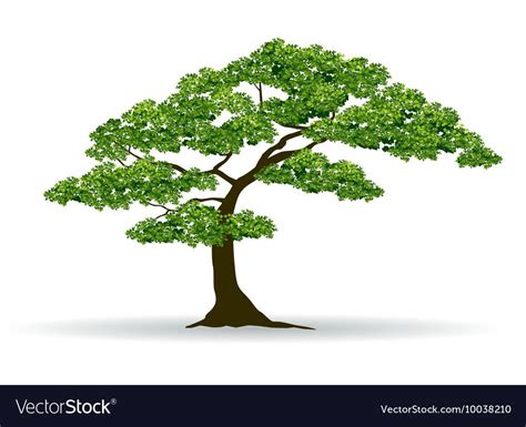Tree Royalty Free Vector Image - VectorStock , #AD, #Free, #Royalty, #Tree, #VectorStock #AD ...