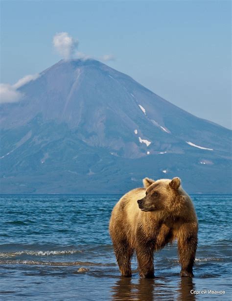 Kamtchatka Russia Minus The Bear Please Animals Wild