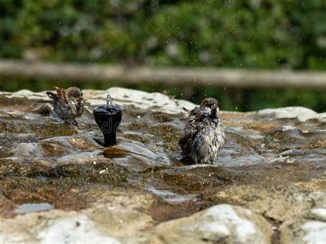 house sparrows taking and enjoying a bath on a hot summer day in cold water from a stone