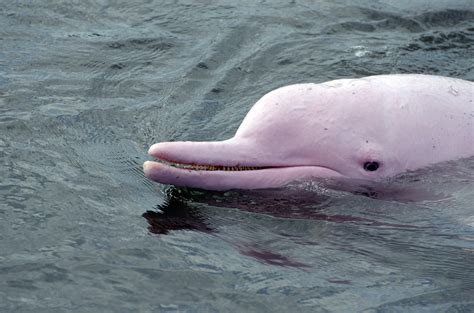 Pink River Dolphins Blog Delfin Amazon Cruises