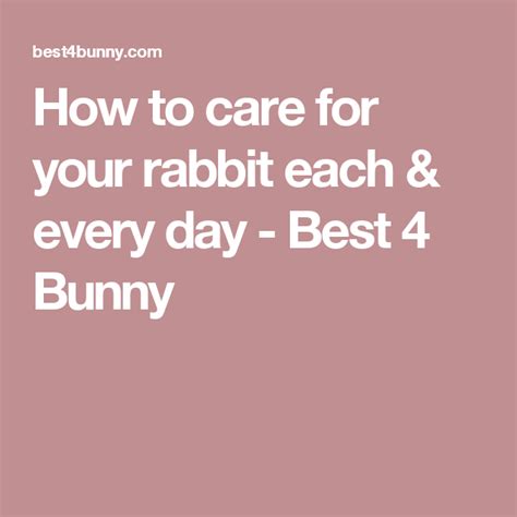 How To Care For Your Rabbit Each And Every Day Best 4 Bunny Care