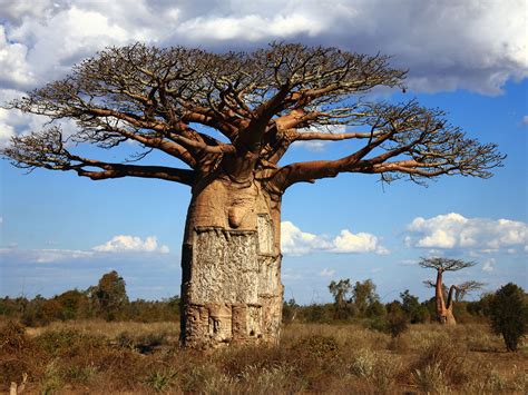 Baobab Tree Wallpapers Earth Hq Baobab Tree Pictures 4k Wallpapers 2019