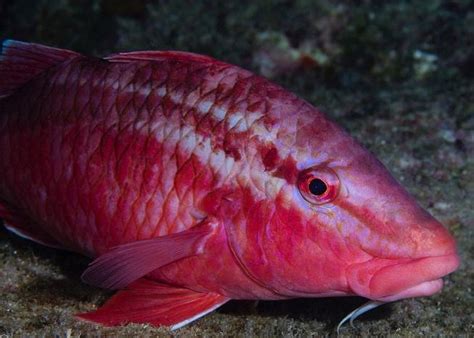 Kumu Molokai Hawaii Ocean Creatures Underwater Creatures Fish