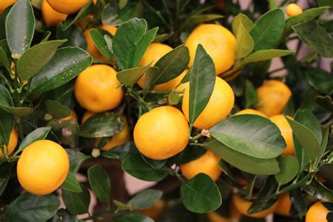 Ist Die Calamondin Orange Essbar 10 Ideen Zur Verwendung Rezepte
