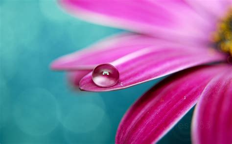 2560x1600 2560x1600 Widescreen Hd Water Drop Coolwallpapersme