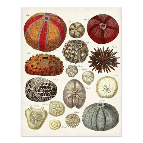 Sea Urchins Art Print Vintage Sea Urchin Illustration Warm Etsy