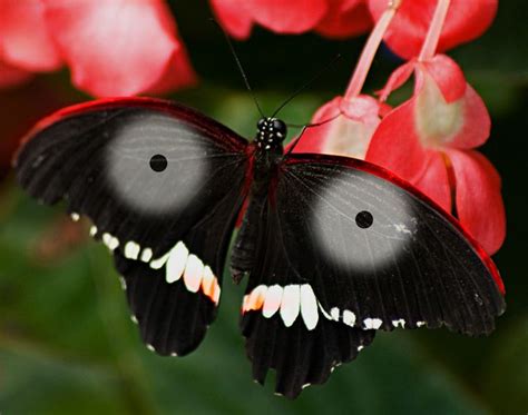 We did not find results for: -Rare Jagannath Butterfly looks like he has eyes on his ...