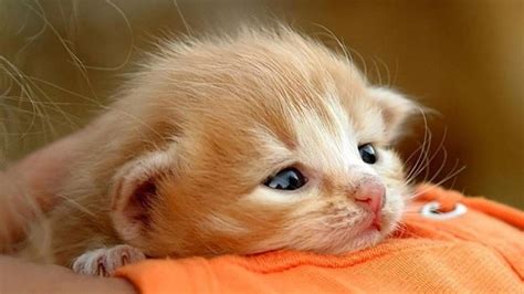 Cute Baby Cat Images Wallpaper Cats Blog