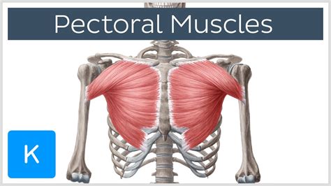 Male Chest Muscles Anatomy Collection Rigged Male And Female