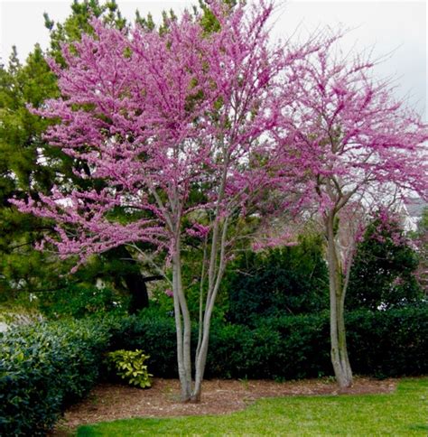 The Eastern Redbud Tree Is Natures Cheerleader Lynnhaven River Now
