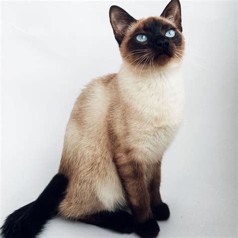 Sophisticated Siamese What You Need To Know About Siamese Cats