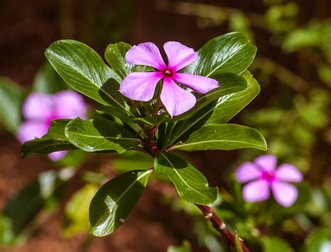 Catharanthus Roseus Guide How To Care For Madagascar Periwinkle