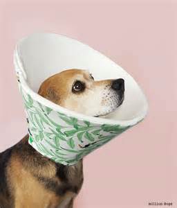 The best cone of shame alternatives also speeds up the healing process of dogs as they provide a protective barrier that stops them from accessing their wounds. 22 Of the Best Ideas for Dog Cone Alternative Diy - Home ...