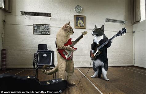 The Animal Zone Feline Festive Musical Cats Strike A Chord In 2012