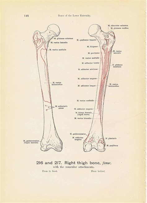 Right Thigh Bones Femur With The Muscular Attachments Black And White